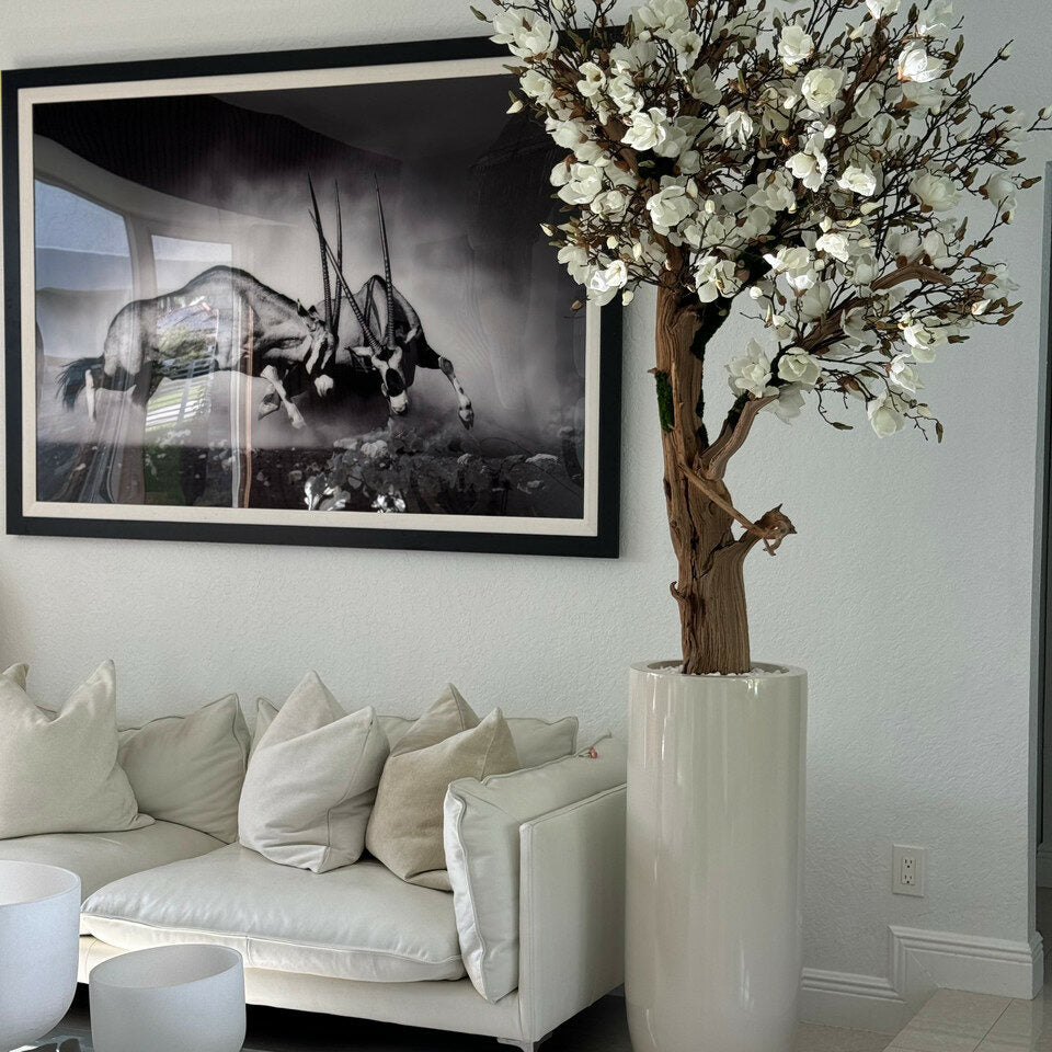 8ft White Magnolia Tree in Glossy Beige St. Tropez Planter