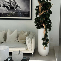 Bonsai in Matte White Saint Tropez Planter