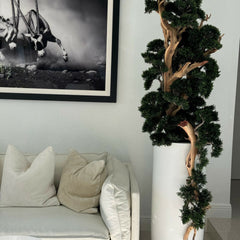 Bonsai in Matte White Saint Tropez Planter