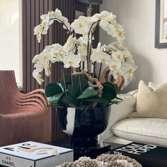 White Orchids in Kempff Bowl