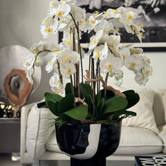 White Orchids in Kempff Bowl