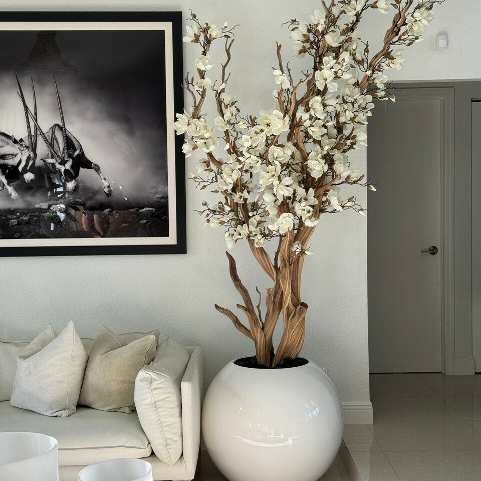 White Magnolia Tree in 30″ Glossy White Globe Planter